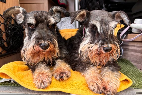 Kalle und Ginny