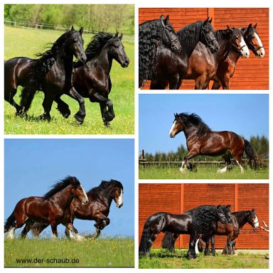 Unsere Wallache. Tsjomme, Deet, Q und Tucker.